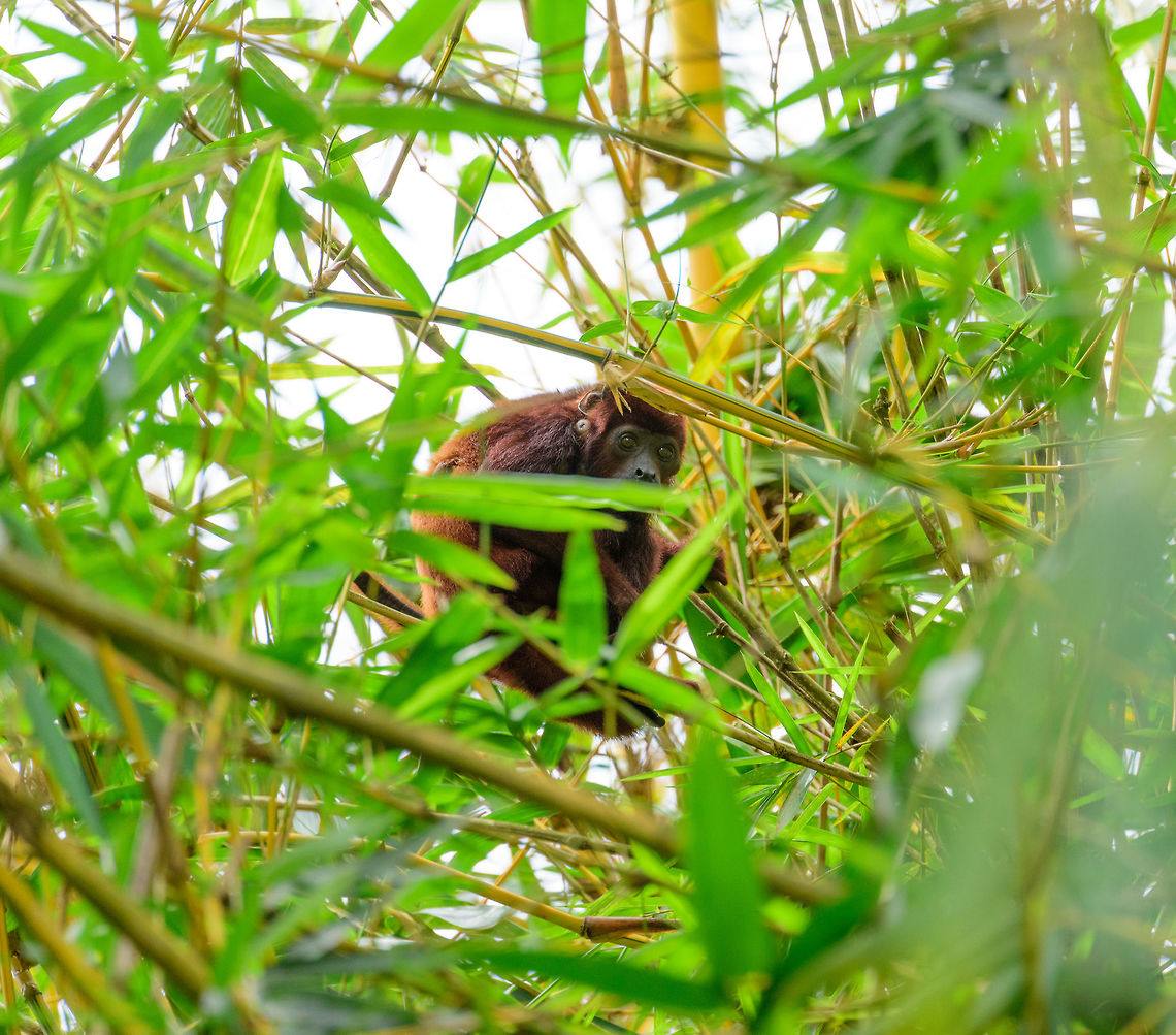 Venezuelan red howler, Uraba, Colombia Found relatively low amidst bamboo in Uraba. They usually live in groups, yet we only saw this single individual. Possibly it is an expelled male. Similar to male lions, they are banned from their original group at a certain age, after which they need to invade a new group by killing its leader, and any offspring it may have. Alouatta seniculus,Antioquia,Colombia,Colombia Choco & Pacific region,Red howler monkey,South America,Uraba,Urabá,World