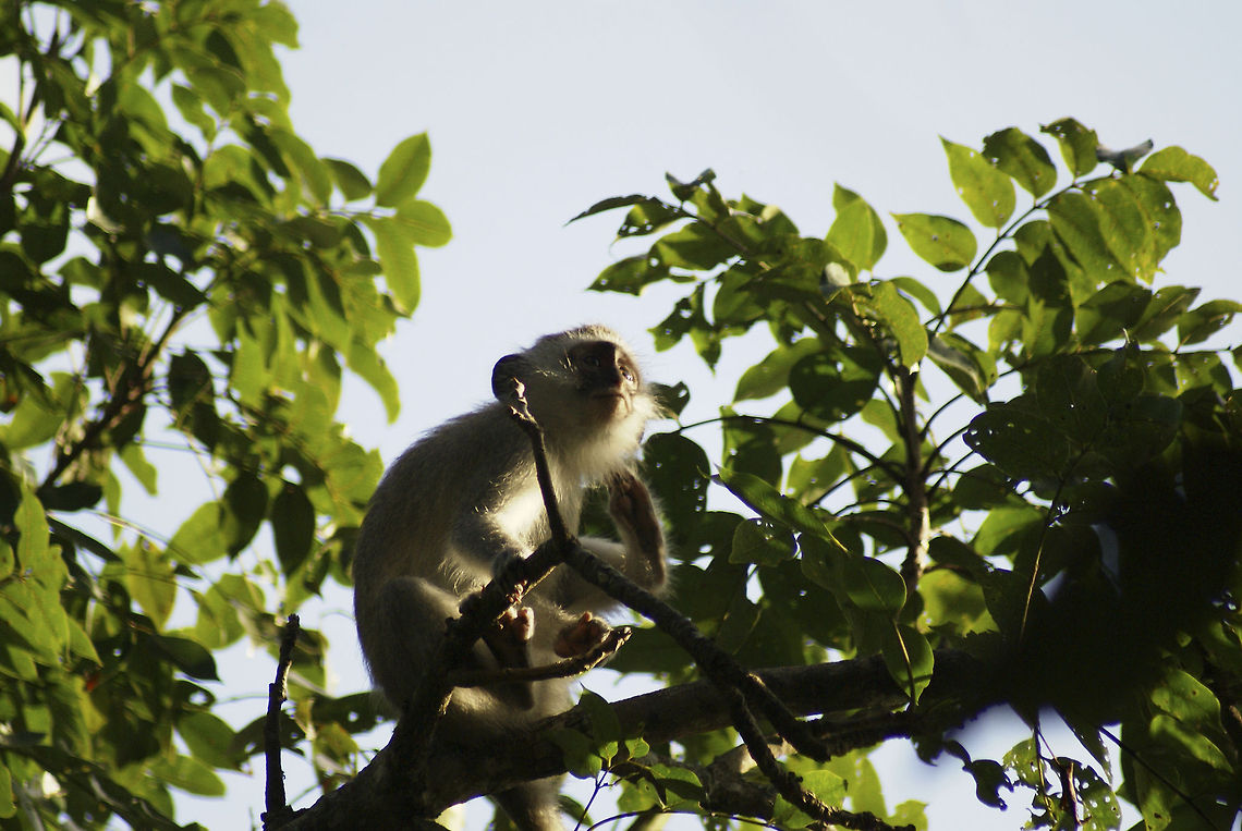 Vervet monkey in a tree A young Vervet monkey enjoys a sunny day in South Africa. Mammalia,Monkeys,South Africa,Vervet Monkey