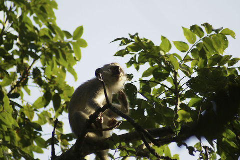 Vervet monkey in a tree A young Vervet monkey enjoys a sunny day in South Africa. Mammalia,Monkeys,South Africa,Vervet Monkey