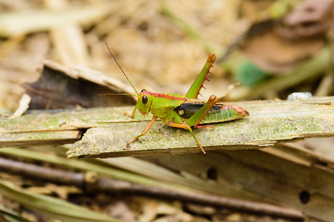 Green spiky grasshopper, Uraba, Colombia About 4cm in body length, green overall with a red line across its body. Antioquia,Colombia,Colombia Choco & Pacific region,South America,Uraba,Urab&aacute;,World
