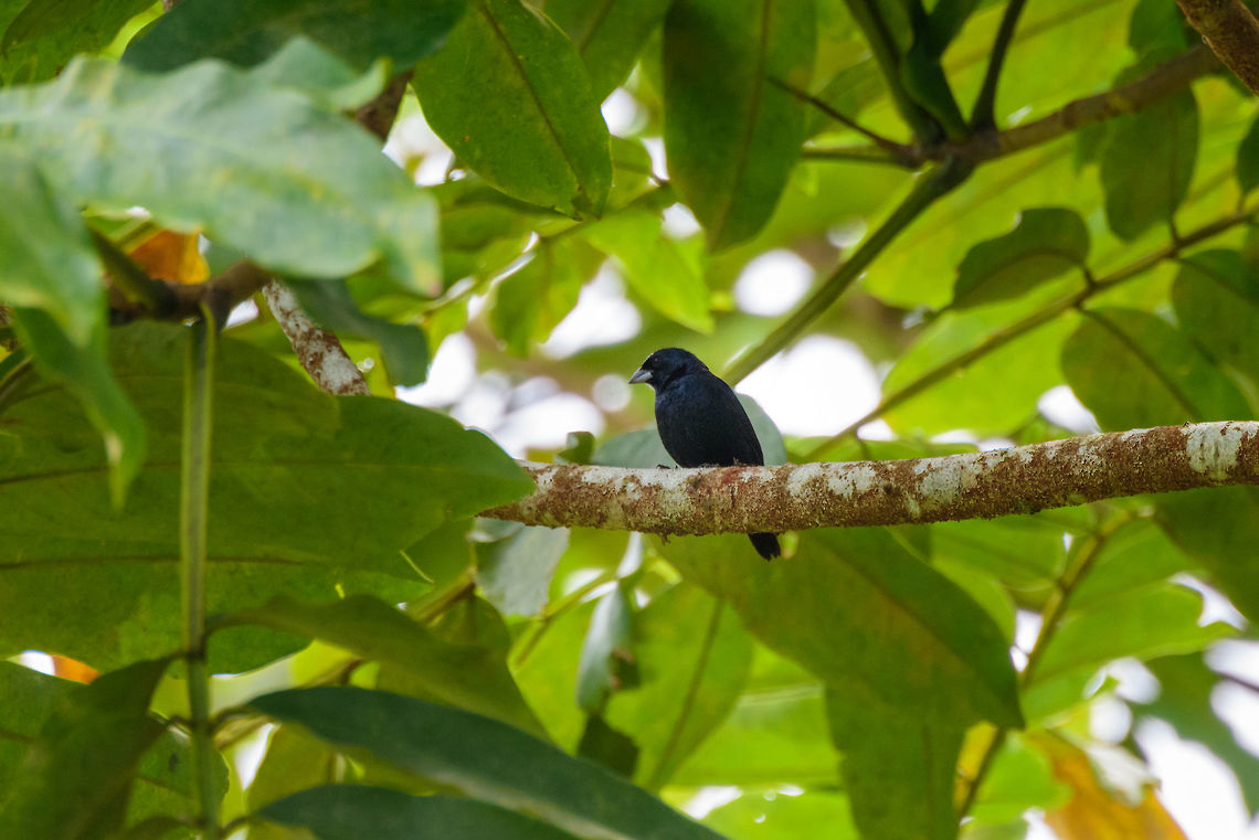 Blue black grassquit - male, Uraba, Colombia Vocalization for the interested (video not by me):<br />
<section class="video"><iframe width="448" height="282" src="https://www.youtube-nocookie.com/embed/RNr-OqkV7hU?hd=1&autoplay=0&rel=0" frameborder="0" allowfullscreen></iframe></section> Antioquia,Blue black grassquit,Colombia,Colombia Choco & Pacific region,South America,Uraba,Urabá,Volatinia jacarina,World