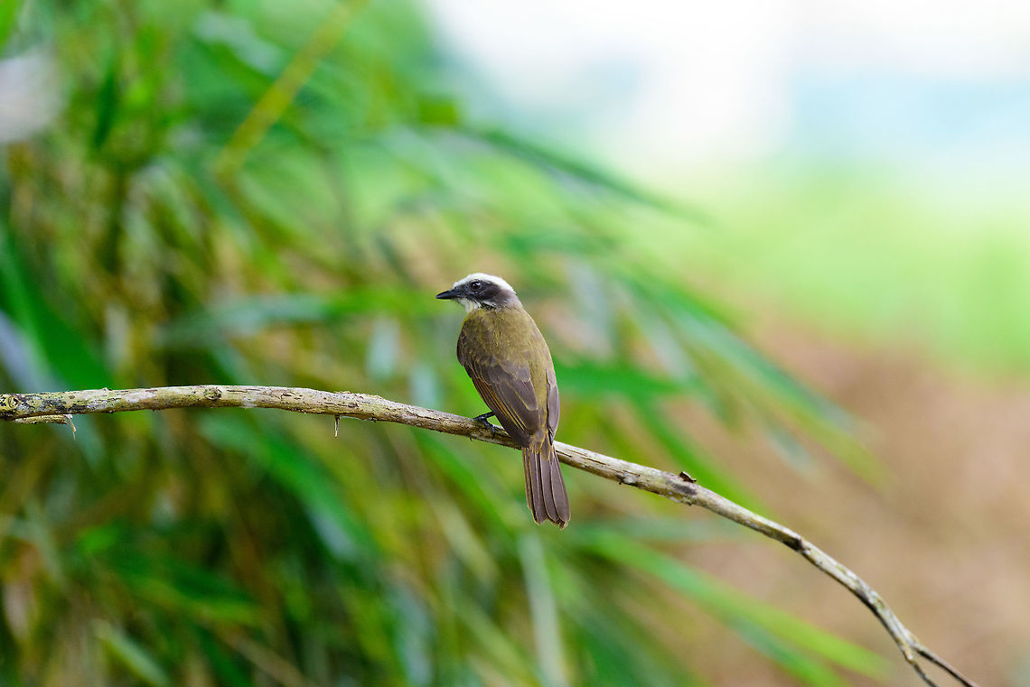 Rusty-margined flycatcher - perched, Uraba, Colombia Looks quite different without the yellow belly visible :) Antioquia,Colombia,Colombia Choco & Pacific region,Myiozetetes cayanensis,Rusty-margined flycatcher,South America,Uraba,Urabá,World