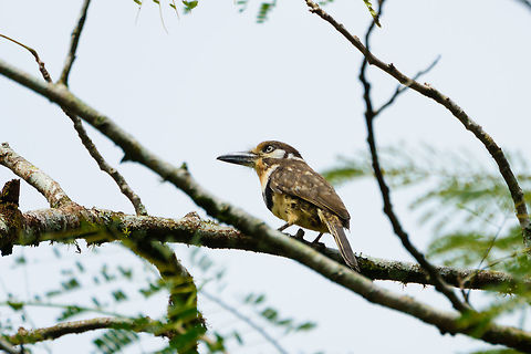 Russet-throated puffbird, Uraba, Colombia The last photo in our set for location Uraba of our 2017 Colombia trip. Full set here:

https://www.jungledragon.com/tag/42400/uraba.html

Some closing thoughts on Uraba...

This was the most daring location of our trip, as this area had only recently be cleared as safe enough for travel, with still the occasional incident happening. We faced no safety issues though, other than a single meeting with illegal gold miners in the forest. 

In terms of wildlife, together with Montezuma it ranks as #1 for us, both are on equal footing. Uraba gave us many surprises across categories, in birds, amphibians, snakes, and great highlights such as seeing a raptor migration and finding the Andinobates victimatus poison frog, which is new to science. The whole experience was guided by awesome people, including our general guide Manuel and the crazy Band Brothers. 

The next and final location is Jardin, a much colder location in a cloud forest habitat.  Antioquia,Colombia,Colombia Choco & Pacific region,Hypnelus ruficollis,Russet-throated puffbird,South America,Uraba,Urab&aacute;,World
