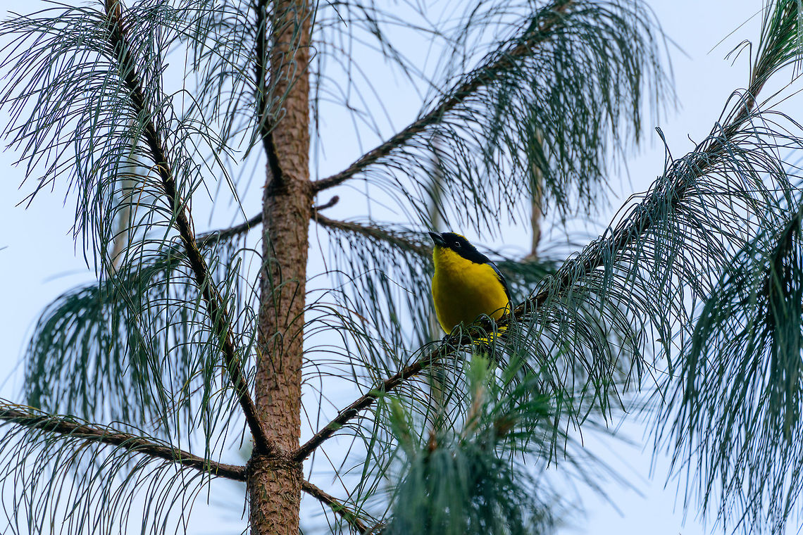 Blue-Winged Mountain Tanager, Jardin, Colombia Opening the set for Jardin, Colombia. We spent a single day here. The habitat is a cloud forest with cool temperatures. Anisognathus somptuosus,Antioquia,Blue-winged mountain tanager,Colombia,Colombia Choco & Pacific region,Fall,Geotagged,Jardin,Jard&iacute;n,South America,World