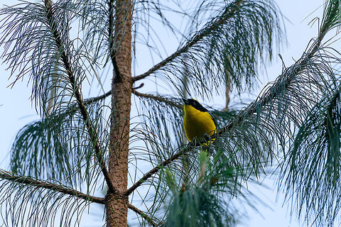 Blue-Winged Mountain Tanager, Jardin, Colombia Opening the set for Jardin, Colombia. We spent a single day here. The habitat is a cloud forest with cool temperatures. Anisognathus somptuosus,Antioquia,Blue-winged mountain tanager,Colombia,Colombia Choco & Pacific region,Fall,Geotagged,Jardin,Jard&iacute;n,South America,World
