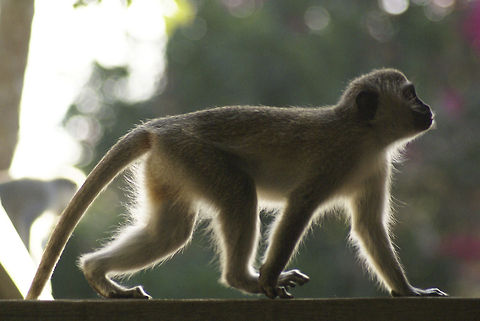 Vervet monkey in backlight I was trying to capture this Vervet monkey as it was sitting still but just as I shot the picture, it moved into this lucky side view pose with the backlight accentuating its silhouette. Mammalia,Monkeys,South Africa,Vervet Monkey