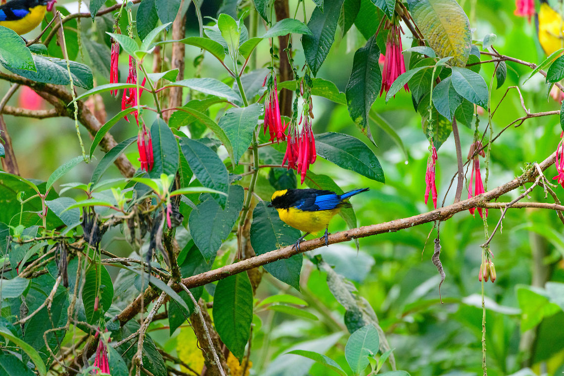 Blue-Winged Mountain Tanagers, Jardin, Colombia Only now am I finding our there&#039;s two :) Anisognathus somptuosus,Antioquia,Blue-winged mountain tanager,Colombia,Colombia Choco & Pacific region,Fall,Geotagged,Jardin,Jardín,South America,World