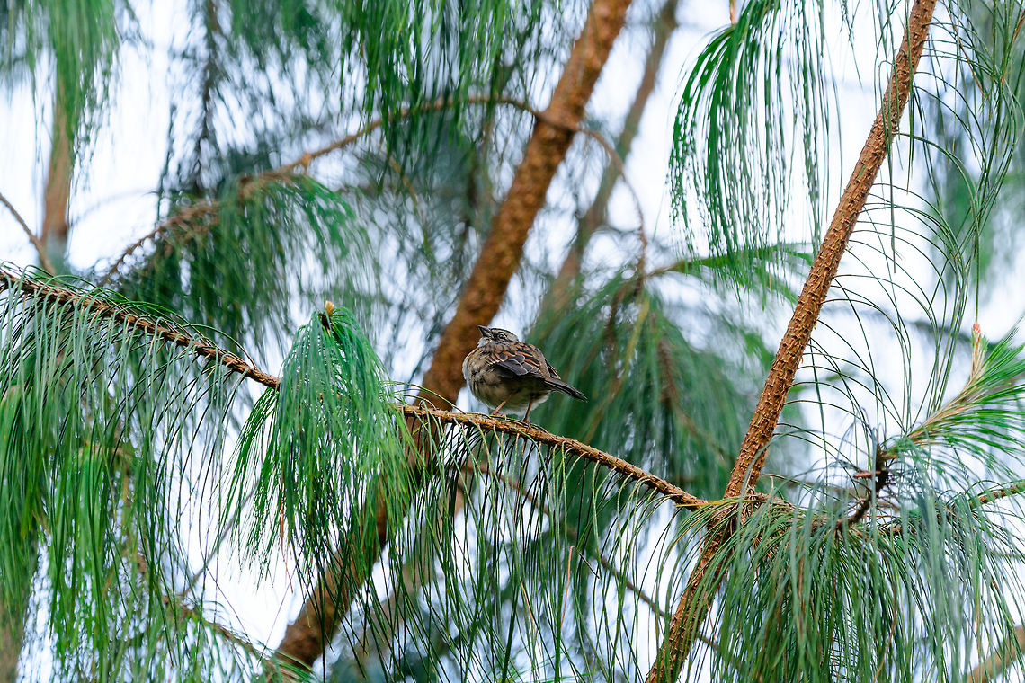 Rufous-collared sparrow, Jardin, Colombia Also called &quot;Andean sparrow&quot;. This looks to be a juvenile.<br />
<figure class="photo"><a href="https://www.jungledragon.com/image/60311/rufous-collared_sparrow_-_closeup_jardin_colombia.html" title="Rufous-collared sparrow - closeup, Jardin, Colombia"><img src="https://s3.amazonaws.com/media.jungledragon.com/images/2/60311_thumb.jpg?AWSAccessKeyId=05GMT0V3GWVNE7GGM1R2&Expires=1759968010&Signature=f6kwQVME2tO3ftLLCmXkm%2FltoKk%3D" width="200" height="200" alt="Rufous-collared sparrow - closeup, Jardin, Colombia Also called &quot;Andean sparrow&quot;. This looks to be a juvenile. <br />
https://www.jungledragon.com/image/60310/rufous-collared_sparrow_jardin_colombia.html<br />
https://www.jungledragon.com/image/60313/rufous-collared_sparrow_-_side_view_jardin_colombia.html Antioquia,Colombia,Colombia Choco &amp; Pacific region,Fall,Geotagged,Jardin,Jard&iacute;n,Rufous-collared sparrow,South America,World,Zonotrichia capensis" /></a></figure><br />
<figure class="photo"><a href="https://www.jungledragon.com/image/60313/rufous-collared_sparrow_-_side_view_jardin_colombia.html" title="Rufous-collared sparrow - side view, Jardin, Colombia"><img src="https://s3.amazonaws.com/media.jungledragon.com/images/2/60313_thumb.jpg?AWSAccessKeyId=05GMT0V3GWVNE7GGM1R2&Expires=1759968010&Signature=6hPJ0oi5AVMWX38Y1aCf4VSTsQU%3D" width="200" height="134" alt="Rufous-collared sparrow - side view, Jardin, Colombia Also called &quot;Andean sparrow&quot;. This looks to be a juvenile.<br />
https://www.jungledragon.com/image/60311/rufous-collared_sparrow_-_closeup_jardin_colombia.html<br />
https://www.jungledragon.com/image/60310/rufous-collared_sparrow_jardin_colombia.html Antioquia,Colombia,Colombia Choco &amp; Pacific region,Fall,Geotagged,Jardin,Jard&iacute;n,Rufous-collared sparrow,South America,World,Zonotrichia capensis" /></a></figure> Antioquia,Colombia,Colombia Choco & Pacific region,Fall,Geotagged,Jardin,Jardín,Rufous-collared sparrow,South America,World,Zonotrichia capensis