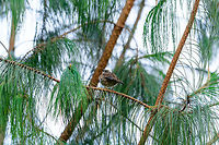 Rufous-collared sparrow, Jardin, Colombia Also called "Andean sparrow". This looks to be a juvenile.<br />
https://www.jungledragon.com/image/60311/rufous-collared_sparrow_-_closeup_jardin_colombia.html<br />
https://www.jungledragon.com/image/60313/rufous-collared_sparrow_-_side_view_jardin_colombia.html Antioquia,Colombia,Colombia Choco & Pacific region,Fall,Geotagged,Jardin,Jardín,Rufous-collared sparrow,South America,World,Zonotrichia capensis