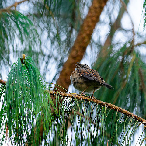 Rufous-collared sparrow - closeup, Jardin, Colombia Also called "Andean sparrow". This looks to be a juvenile. 
https://www.jungledragon.com/image/60310/rufous-collared_sparrow_jardin_colombia.html
https://www.jungledragon.com/image/60313/rufous-collared_sparrow_-_side_view_jardin_colombia.html Antioquia,Colombia,Colombia Choco & Pacific region,Fall,Geotagged,Jardin,Jard&iacute;n,Rufous-collared sparrow,South America,World,Zonotrichia capensis