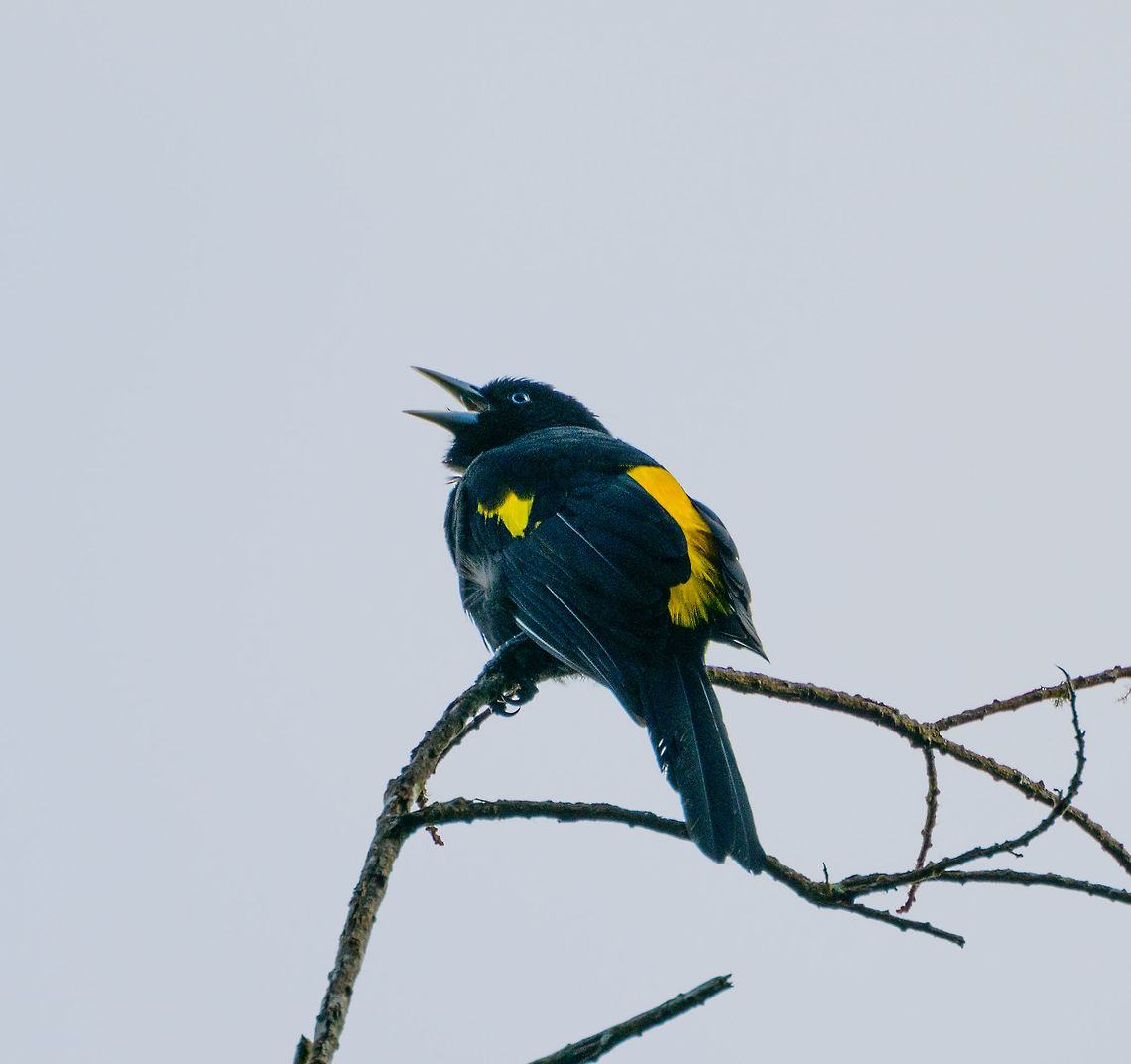 Mountain cacique, Jardin, Colombia This bird wasn't posing well, but happy to have seen it anyway. Check out the beautiful blue eyes.<br />
Based on range, this is likely the Northern mountain cacique. Antioquia,Cacicus chrysonotus,Colombia,Colombia Choco & Pacific region,Fall,Geotagged,Jardin,Jard&iacute;n,Mountain cacique,South America,World