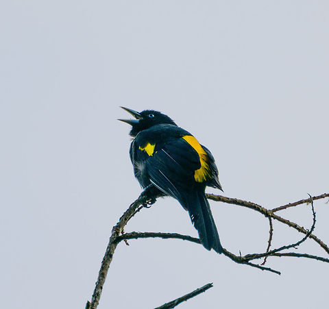 Mountain cacique, Jardin, Colombia This bird wasn't posing well, but happy to have seen it anyway. Check out the beautiful blue eyes.
Based on range, this is likely the Northern mountain cacique. Antioquia,Cacicus chrysonotus,Colombia,Colombia Choco & Pacific region,Fall,Geotagged,Jardin,Jard&iacute;n,Mountain cacique,South America,World