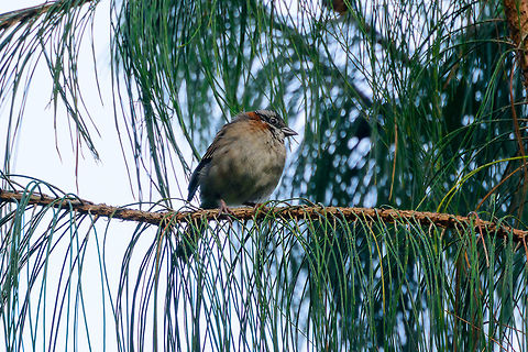 Rufous-collared sparrow - side view, Jardin, Colombia Also called "Andean sparrow". This looks to be a juvenile.
https://www.jungledragon.com/image/60311/rufous-collared_sparrow_-_closeup_jardin_colombia.html
https://www.jungledragon.com/image/60310/rufous-collared_sparrow_jardin_colombia.html Antioquia,Colombia,Colombia Choco & Pacific region,Fall,Geotagged,Jardin,Jardín,Rufous-collared sparrow,South America,World,Zonotrichia capensis