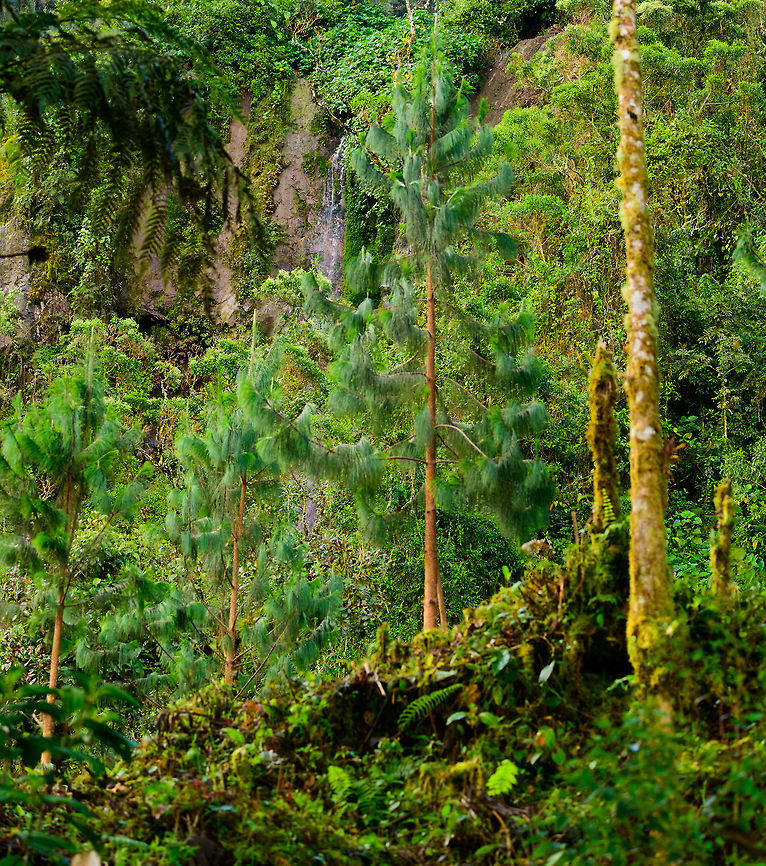 Jardin habitat, Colombia A small impression of the cool (as in, cold) cloud forest of Jardin.  Antioquia,Colombia,Colombia Choco & Pacific region,Jardin,Jard&iacute;n,South America,World