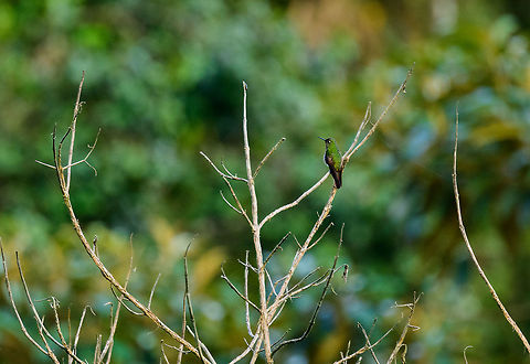 Buff-tailed coronet, Jardin, Colombia Possibly the female, which differs only slightly from the male. I believe I'm seeing parts of a white belly here, which would make it the female. Antioquia,Boissonneaua flavescens,Buff-tailed coronet,Colombia,Colombia Choco & Pacific region,Fall,Geotagged,Jardin,Jard&iacute;n,South America,World