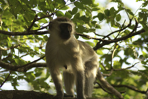 Vervet monkey on the lookout Up high in the trees, this Vervet monkey with typical black face is on the lookout. Mammalia,Monkeys,South Africa,Vervet Monkey