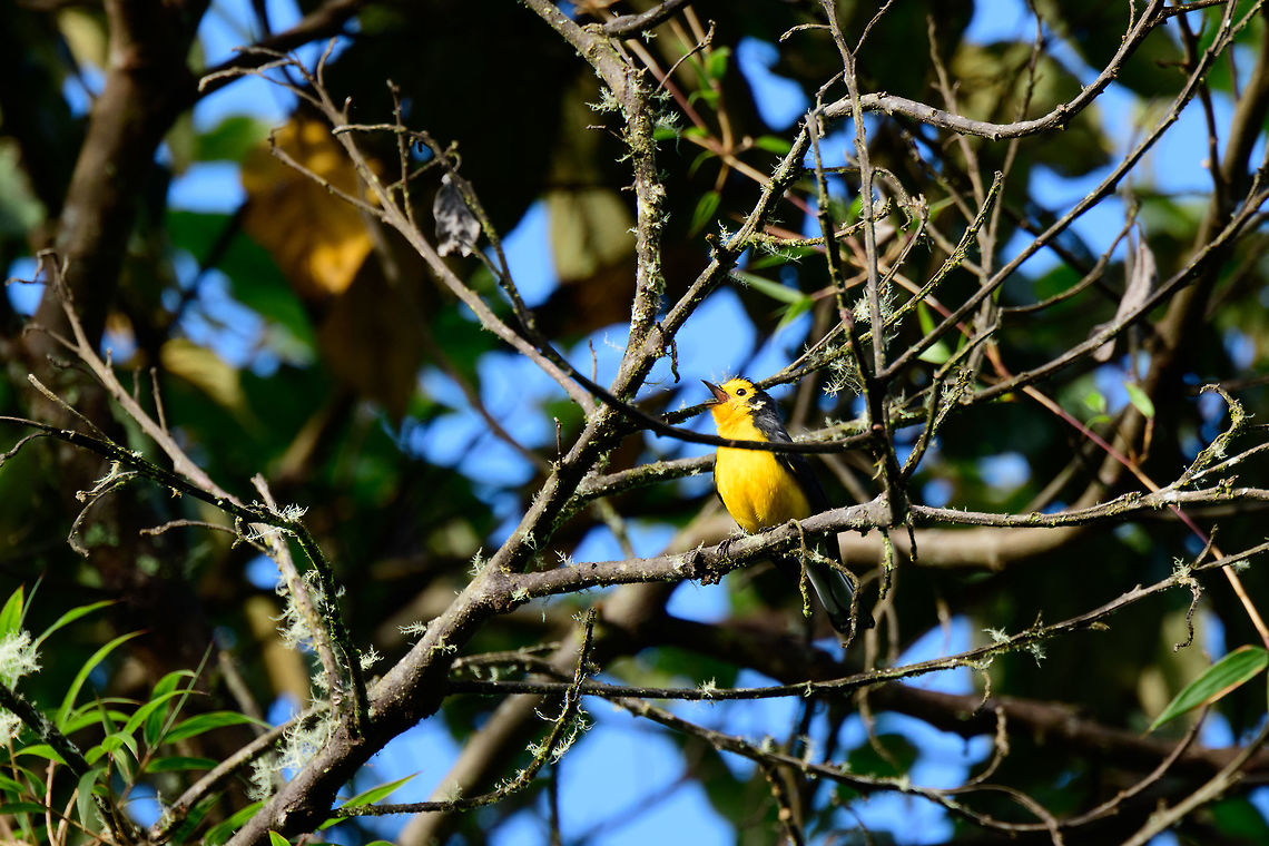 Golden-fronted whitestart, Jardin, Colombia Chatty bird is chatty. On almost every photo I took it is wildly singing like this.<br />
<figure class="photo"><a href="https://www.jungledragon.com/image/60473/golden-fronted_whitestart_singing_jardin_colombia.html" title="Golden-fronted whitestart singing, Jardin, Colombia"><img src="https://s3.amazonaws.com/media.jungledragon.com/images/2/60473_thumb.jpg?AWSAccessKeyId=05GMT0V3GWVNE7GGM1R2&Expires=1769040010&Signature=nxyYkyopbJPwPdp546W0VbQsarY%3D" width="200" height="138" alt="Golden-fronted whitestart singing, Jardin, Colombia Chatty bird is chatty. On almost every photo I took it is wildly singing like this. <br />
https://www.jungledragon.com/image/60472/golden-fronted_whitestart_jardin_colombia.html<br />
https://www.jungledragon.com/image/60474/golden-fronted_whitestart_cant_stop_singing_jardin_colombia.html Antioquia,Colombia,Colombia Choco &amp; Pacific region,Fall,Geotagged,Golden-fronted whitestart,Jardin,Jard&iacute;n,Myioborus ornatus,South America,World" /></a></figure><br />
<figure class="photo"><a href="https://www.jungledragon.com/image/60474/golden-fronted_whitestart_cant_stop_singing_jardin_colombia.html" title="Golden-fronted whitestart can't stop singing, Jardin, Colombia"><img src="https://s3.amazonaws.com/media.jungledragon.com/images/2/60474_thumb.jpg?AWSAccessKeyId=05GMT0V3GWVNE7GGM1R2&Expires=1769040010&Signature=YnE7RGWF5%2Fj%2B8hpz%2Byk2eVFI3F4%3D" width="200" height="200" alt="Golden-fronted whitestart can't stop singing, Jardin, Colombia Chatty bird is chatty. On almost every photo I took it is wildly singing like this. <br />
https://www.jungledragon.com/image/60472/golden-fronted_whitestart_jardin_colombia.html<br />
https://www.jungledragon.com/image/60473/golden-fronted_whitestart_singing_jardin_colombia.html Antioquia,Colombia,Colombia Choco &amp; Pacific region,Golden-fronted whitestart,Jardin,Jard&iacute;n,Myioborus ornatus,South America,World" /></a></figure> Antioquia,Colombia,Colombia Choco & Pacific region,Golden-fronted whitestart,Jardin,Jard&iacute;n,Myioborus ornatus,South America,World