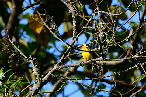 Golden-fronted whitestart, Jardin, Colombia Chatty bird is chatty. On almost every photo I took it is wildly singing like this.
https://www.jungledragon.com/image/60473/golden-fronted_whitestart_singing_jardin_colombia.html
https://www.jungledragon.com/image/60474/golden-fronted_whitestart_cant_stop_singing_jardin_colombia.html Antioquia,Colombia,Colombia Choco & Pacific region,Golden-fronted whitestart,Jardin,Jard&iacute;n,Myioborus ornatus,South America,World