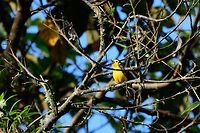 Golden-fronted whitestart, Jardin, Colombia Chatty bird is chatty. On almost every photo I took it is wildly singing like this.<br />
https://www.jungledragon.com/image/60473/golden-fronted_whitestart_singing_jardin_colombia.html<br />
https://www.jungledragon.com/image/60474/golden-fronted_whitestart_cant_stop_singing_jardin_colombia.html Antioquia,Colombia,Colombia Choco & Pacific region,Golden-fronted whitestart,Jardin,Jardín,Myioborus ornatus,South America,World