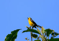 Golden-fronted whitestart singing, Jardin, Colombia Chatty bird is chatty. On almost every photo I took it is wildly singing like this. <br />
https://www.jungledragon.com/image/60472/golden-fronted_whitestart_jardin_colombia.html<br />
https://www.jungledragon.com/image/60474/golden-fronted_whitestart_cant_stop_singing_jardin_colombia.html Antioquia,Colombia,Colombia Choco & Pacific region,Fall,Geotagged,Golden-fronted whitestart,Jardin,Jardín,Myioborus ornatus,South America,World