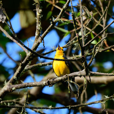 Golden-fronted whitestart can't stop singing, Jardin, Colombia Chatty bird is chatty. On almost every photo I took it is wildly singing like this. 
https://www.jungledragon.com/image/60472/golden-fronted_whitestart_jardin_colombia.html
https://www.jungledragon.com/image/60473/golden-fronted_whitestart_singing_jardin_colombia.html Antioquia,Colombia,Colombia Choco & Pacific region,Golden-fronted whitestart,Jardin,Jard&iacute;n,Myioborus ornatus,South America,World