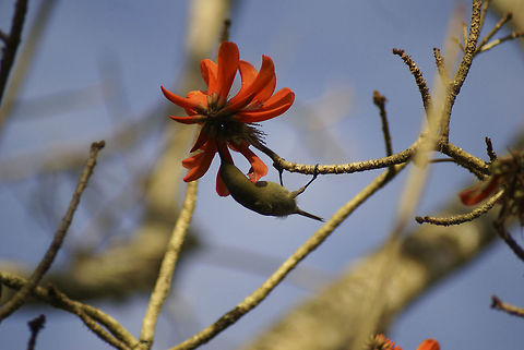 Sunbird feeding on a coral tree flower Very small and agile sunbird feeds on the gorgeous coral tree flowers commonly found in South Africa. Cinnyris jugularis,Coral Tree,Olive-backed Sunbird,South Africa,SunBirds