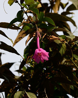 Large pink hanging flower, Jardin, Colombia This single flower was high up in the canopy, hanging down. It's a very large flower. Passiflora sp. according to my notes. Passiflora adulterina is my best guess based on this:
https://image.slidesharecdn.com/congresodebotanicasubgeneroastrophea2015-150810213757-lva1-app6891/95/subgnero-astrophea-passiflora-l-29-1024.jpg?cb=1439242835 Antioquia,Colombia,Colombia Choco & Pacific region,Fall,Geotagged,Jardin,Jard&iacute;n,South America,World