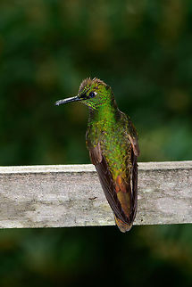 Buff-tailed Coronet - back side, Jardin, Colombia We took a break in Jardin at an amazing hacienda where they had a glorious feeder setup. No break was had, I was totally obsessed in getting the most out of it. Antioquia,Boissonneaua flavescens,Buff-tailed coronet,Colombia,Colombia Choco & Pacific region,Fall,Geotagged,Jardin,Jard&iacute;n,South America,World