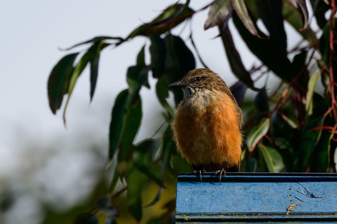 Streak-throated bush tyrant, Jardin, Colombia <figure class="photo"><a href="https://www.jungledragon.com/image/60518/streak-throated_bush_tyrant_-_portrait_jardin_colombia.html" title="Streak-throated bush tyrant - portrait, Jardin, Colombia"><img src="https://s3.amazonaws.com/media.jungledragon.com/images/2/60518_thumb.jpg?AWSAccessKeyId=05GMT0V3GWVNE7GGM1R2&Expires=1769040010&Signature=VXYRJXO0goY3u4eOlxoDwvgdp5Q%3D" width="200" height="134" alt="Streak-throated bush tyrant - portrait, Jardin, Colombia  Antioquia,Colombia,Colombia Choco &amp; Pacific region,Fall,Geotagged,Jardin,Jard&iacute;n,Myiotheretes striaticollis,South America,Streak-throated bush tyrant,World" /></a></figure> Antioquia,Colombia,Colombia Choco & Pacific region,Fall,Geotagged,Jardin,Jard&iacute;n,Myiotheretes striaticollis,South America,Streak-throated bush tyrant,World