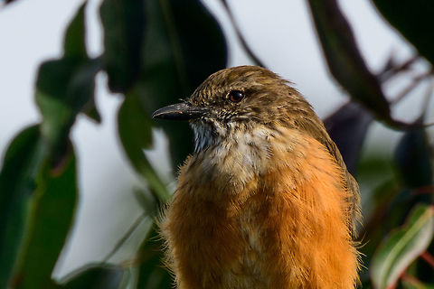 Streak-throated bush tyrant - portrait, Jardin, Colombia  Antioquia,Colombia,Colombia Choco & Pacific region,Fall,Geotagged,Jardin,Jardín,Myiotheretes striaticollis,South America,Streak-throated bush tyrant,World