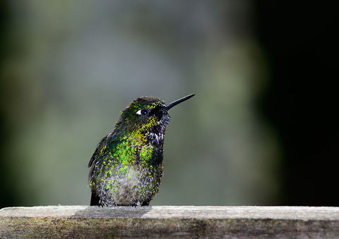 Tourmaline Sunangel - Juvenile, Jardin, Colombia  Antioquia,Colombia,Colombia Choco & Pacific region,Heliangelus exortis,Jardin,Jard&iacute;n,South America,Tourmaline sunangel,World