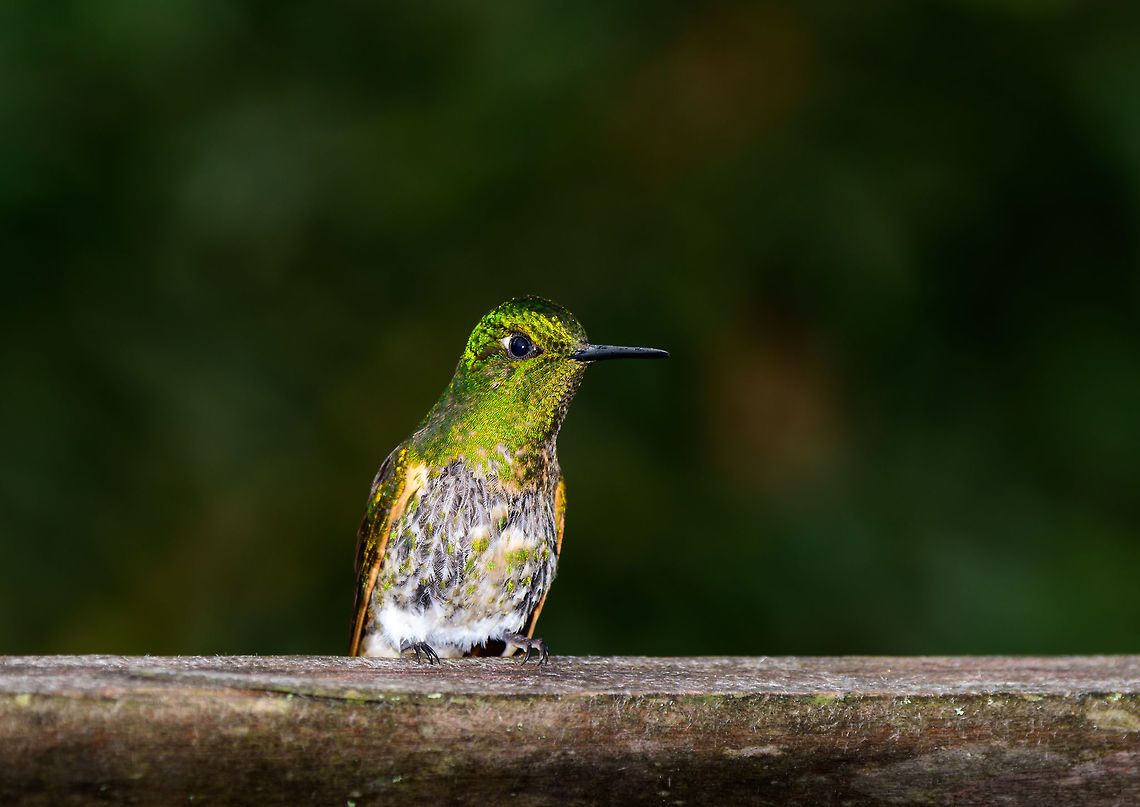 Buff-tailed Coronet - front side, Jardin, Colombia Feeder shot. Possibly a juvenile. Closeup:<br />
<figure class="photo"><a href="https://www.jungledragon.com/image/60542/buff-tailed_coronet_-_closeup_jardin_colombia.html" title="Buff-tailed Coronet - closeup, Jardin, Colombia"><img src="https://s3.amazonaws.com/media.jungledragon.com/images/2/60542_thumb.jpg?AWSAccessKeyId=05GMT0V3GWVNE7GGM1R2&Expires=1770854410&Signature=mB98oT1iQZwFrUi70TfOv5UW1c0%3D" width="200" height="200" alt="Buff-tailed Coronet - closeup, Jardin, Colombia Feeder shot, possibly a juvenile.<br />
https://www.jungledragon.com/image/60540/buff-tailed_coronet_-_front_side_jardin_colombia.html Antioquia,Boissonneaua flavescens,Buff-tailed coronet,Colombia,Colombia Choco &amp; Pacific region,Fall,Geotagged,Jardin,Jard&iacute;n,South America,World" /></a></figure> Antioquia,Boissonneaua flavescens,Buff-tailed coronet,Colombia,Colombia Choco & Pacific region,Fall,Geotagged,Jardin,Jard&iacute;n,South America,World