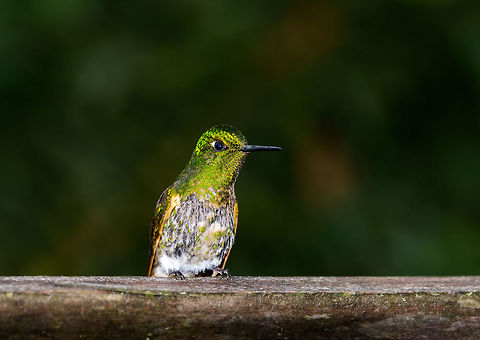 Buff-tailed Coronet - front side, Jardin, Colombia Feeder shot. Possibly a juvenile. Closeup:
https://www.jungledragon.com/image/60542/buff-tailed_coronet_-_closeup_jardin_colombia.html Antioquia,Boissonneaua flavescens,Buff-tailed coronet,Colombia,Colombia Choco & Pacific region,Fall,Geotagged,Jardin,Jardín,South America,World