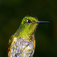 Buff-tailed Coronet - closeup, Jardin, Colombia Feeder shot, possibly a juvenile.<br />
https://www.jungledragon.com/image/60540/buff-tailed_coronet_-_front_side_jardin_colombia.html Antioquia,Boissonneaua flavescens,Buff-tailed coronet,Colombia,Colombia Choco & Pacific region,Fall,Geotagged,Jardin,Jardín,South America,World