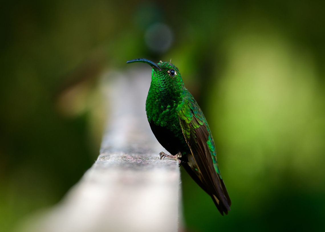 Mountain velvetbreast, Jardin, Colombia The black chest indicates that this is the male.<br />
<figure class="photo"><a href="https://www.jungledragon.com/image/60546/mountain_velvetbreast_-_closeup_jardin_colombia.html" title="Mountain velvetbreast - closeup, Jardin, Colombia"><img src="https://s3.amazonaws.com/media.jungledragon.com/images/2/60546_thumb.jpg?AWSAccessKeyId=05GMT0V3GWVNE7GGM1R2&Expires=1769040010&Signature=q4KnGHKnPr1nJEF4jzrjku2aF50%3D" width="200" height="144" alt="Mountain velvetbreast - closeup, Jardin, Colombia The black chest indicates that this is the male.<br />
https://www.jungledragon.com/image/60544/mountain_velvetbreast_jardin_colombia.html Antioquia,Colombia,Colombia Choco &amp; Pacific region,Fall,Geotagged,Jardin,Jard&iacute;n,Lafresnaya lafresnayi,Mountain velvetbreast,South America,World" /></a></figure> Antioquia,Colombia,Colombia Choco & Pacific region,Fall,Geotagged,Jardin,Jard&iacute;n,Lafresnaya lafresnayi,Mountain velvetbreast,South America,World