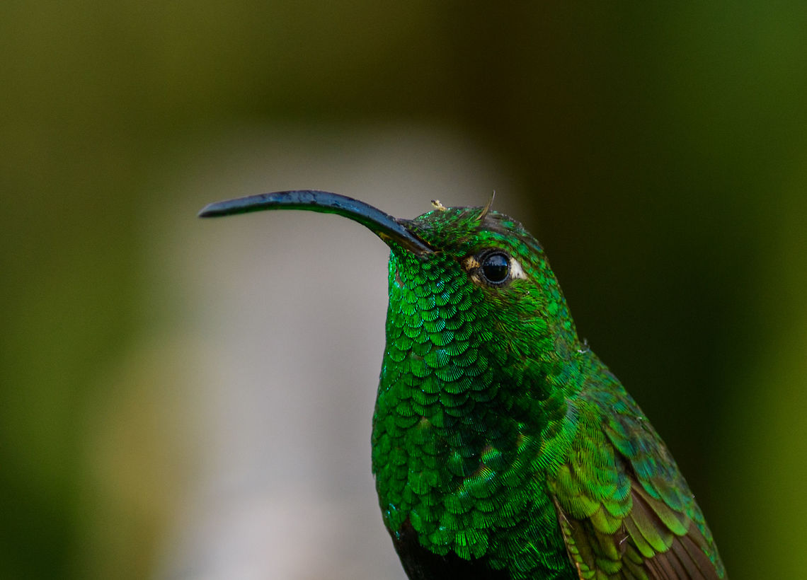 Mountain velvetbreast - closeup, Jardin, Colombia The black chest indicates that this is the male.<br />
<figure class="photo"><a href="https://www.jungledragon.com/image/60544/mountain_velvetbreast_jardin_colombia.html" title="Mountain velvetbreast, Jardin, Colombia"><img src="https://s3.amazonaws.com/media.jungledragon.com/images/2/60544_thumb.jpg?AWSAccessKeyId=05GMT0V3GWVNE7GGM1R2&Expires=1769040010&Signature=Uj7F2zM3Vu3Cu4DkgG7VapfYHFc%3D" width="200" height="144" alt="Mountain velvetbreast, Jardin, Colombia The black chest indicates that this is the male.<br />
https://www.jungledragon.com/image/60546/mountain_velvetbreast_-_closeup_jardin_colombia.html Antioquia,Colombia,Colombia Choco &amp; Pacific region,Fall,Geotagged,Jardin,Jard&iacute;n,Lafresnaya lafresnayi,Mountain velvetbreast,South America,World" /></a></figure> Antioquia,Colombia,Colombia Choco & Pacific region,Fall,Geotagged,Jardin,Jard&iacute;n,Lafresnaya lafresnayi,Mountain velvetbreast,South America,World