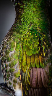 Buff-tailed Coronet - feathers, Jardin, Colombia The head was unsharp in this shot so I used it instead to highlight the feathers. Plus, it allows me to use a list I haven't used in years:
https://www.jungledragon.com/list/35/birds_of_a_feather.html
 Antioquia,Boissonneaua flavescens,Buff-tailed coronet,Colombia,Colombia Choco & Pacific region,Fall,Geotagged,Jardin,Jard&iacute;n,South America,World