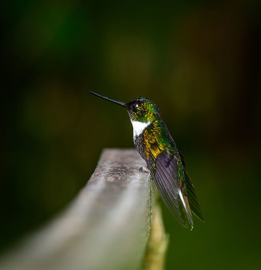 Collared Inca, Jardin, Colombia  Antioquia,Coeligena torquata,Collared inca,Colombia,Colombia Choco & Pacific region,Fall,Geotagged,Jardin,Jard&iacute;n,South America,World