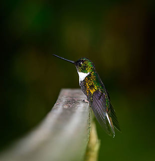 Collared Inca, Jardin, Colombia  Antioquia,Coeligena torquata,Collared inca,Colombia,Colombia Choco & Pacific region,Fall,Geotagged,Jardin,Jardín,South America,World