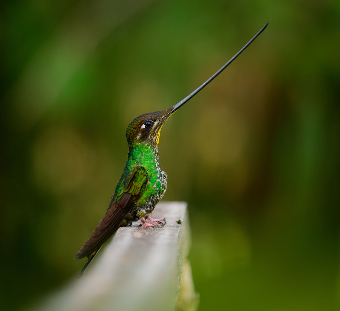 Sword-billed hummingbird, Jardin, Colombia I was happily flashing along a great feeder site near Jardin, when this stunning creature landed right in front of me. I was absolutely speechless. Henriette saw the twinkle in my eyes, and knew that we would be here for a while. I added insult to injury by saying that we won&#039;t leave before I have an in-flight shot of this one. <br />
<br />
This bird is the only known bird in the world where the beak is longer than its entire body. It is so long that it is forced to stand as it does on the photo, otherwise it would tip over. Its beak is so long, that unlike other birds, I cannot groom its feathers using its beak, it has to use its feet for that. Antioquia,Colombia,Colombia Choco & Pacific region,Ensifera ensifera,Fall,Geotagged,Jardin,Jardín,South America,Sword-billed hummingbird,World