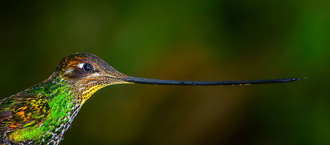 Sword-billed hummingbird - beak highlight, Jardin, Colombia This is a rotated crop of this glorious bird, just to highlight the length of its beak. It is impossible for this bird to actually stand as suggested in this shot, it has to tilt its head upwards all the time. Antioquia,Colombia,Colombia Choco & Pacific region,Ensifera ensifera,Fall,Geotagged,Jardin,Jard&iacute;n,South America,Sword-billed hummingbird,World