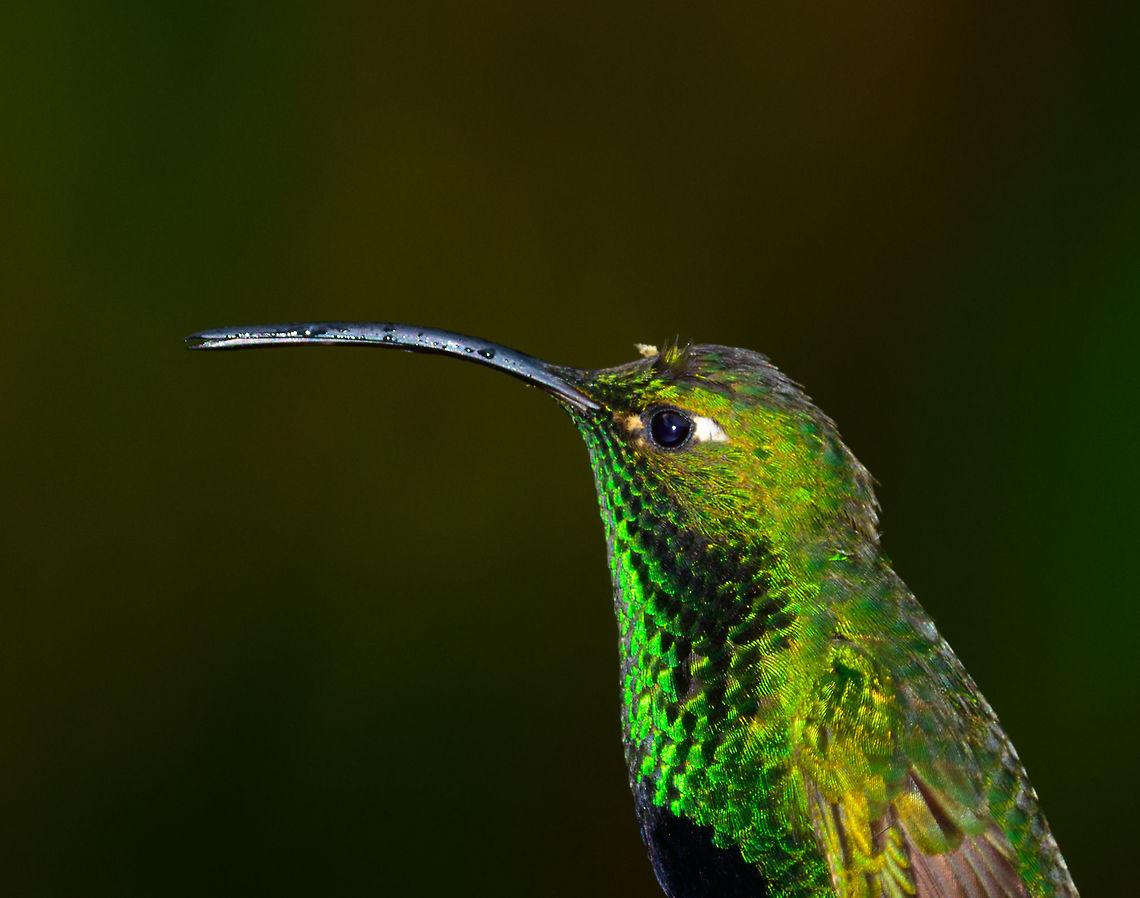 Mountain velvetbreast - portrait, Jardin, Colombia Another portrait of a Mountain Velvetbreast. This is a cropped feeder shot. Antioquia,Colombia,Colombia Choco & Pacific region,Fall,Geotagged,Jardin,Jard&iacute;n,Lafresnaya lafresnayi,Mountain velvetbreast,South America,World