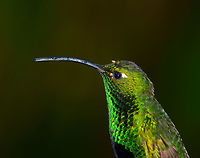 Mountain velvetbreast - portrait, Jardin, Colombia Another portrait of a Mountain Velvetbreast. This is a cropped feeder shot. Antioquia,Colombia,Colombia Choco & Pacific region,Fall,Geotagged,Jardin,Jardín,Lafresnaya lafresnayi,Mountain velvetbreast,South America,World