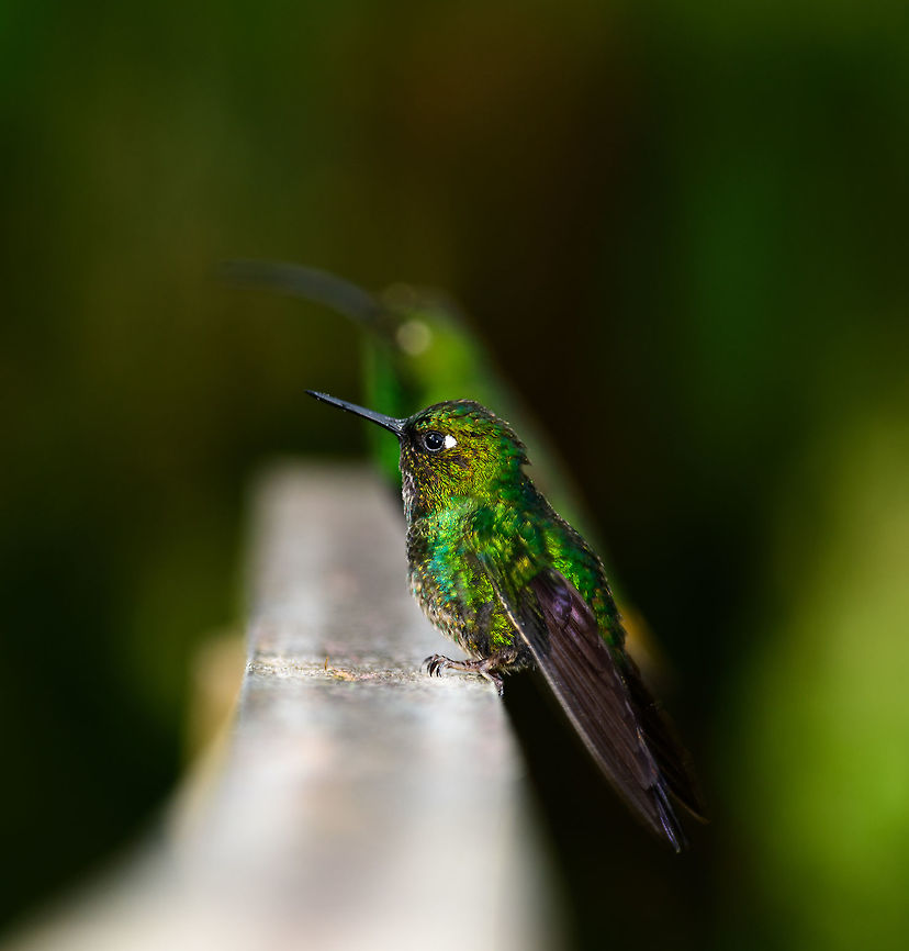 Tourmaline Sunangel - Juvenile II, Jardin, Colombia Another juvenile of the Tourmaline Sunangel. In the backdrop a silhouette of a Mountain Velvetbreast, seen separately here:<br />
<figure class="photo"><a href="https://www.jungledragon.com/image/60654/mountain_velvetbreast_-_portrait_jardin_colombia.html" title="Mountain velvetbreast - portrait, Jardin, Colombia"><img src="https://s3.amazonaws.com/media.jungledragon.com/images/2/60654_thumb.jpg?AWSAccessKeyId=05GMT0V3GWVNE7GGM1R2&Expires=1769040010&Signature=4Do2l3El5g2HgghTPh21ys4jLA0%3D" width="200" height="158" alt="Mountain velvetbreast - portrait, Jardin, Colombia Another portrait of a Mountain Velvetbreast. This is a cropped feeder shot. Antioquia,Colombia,Colombia Choco &amp; Pacific region,Fall,Geotagged,Jardin,Jard&iacute;n,Lafresnaya lafresnayi,Mountain velvetbreast,South America,World" /></a></figure> Antioquia,Colombia,Colombia Choco & Pacific region,Fall,Geotagged,Heliangelus exortis,Jardin,Jard&iacute;n,South America,Tourmaline sunangel,World