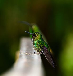 Tourmaline Sunangel - Juvenile II, Jardin, Colombia Another juvenile of the Tourmaline Sunangel. In the backdrop a silhouette of a Mountain Velvetbreast, seen separately here:
https://www.jungledragon.com/image/60654/mountain_velvetbreast_-_portrait_jardin_colombia.html Antioquia,Colombia,Colombia Choco & Pacific region,Fall,Geotagged,Heliangelus exortis,Jardin,Jardín,South America,Tourmaline sunangel,World