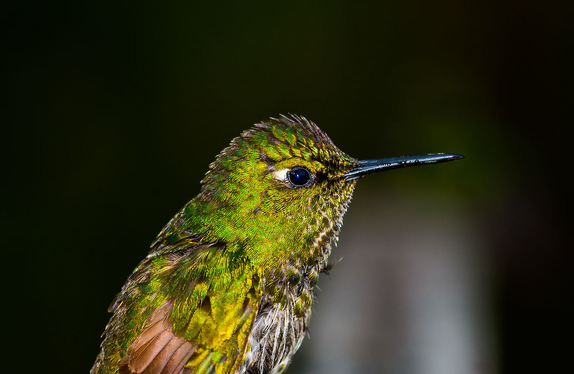 Buff-tailed Coronet - juvenile closeup, Jardin, Colombia Portrait of a (presumed) juvenile Buff-tailed Coronet. Antioquia,Boissonneaua flavescens,Buff-tailed coronet,Colombia,Colombia Choco & Pacific region,Fall,Geotagged,Jardin,Jardín,South America,World