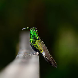 Mountain velvetbreast - II, Jardin, Colombia  Antioquia,Colombia,Colombia Choco & Pacific region,Jardin,Jard&iacute;n,Lafresnaya lafresnayi,Mountain velvetbreast,South America,World