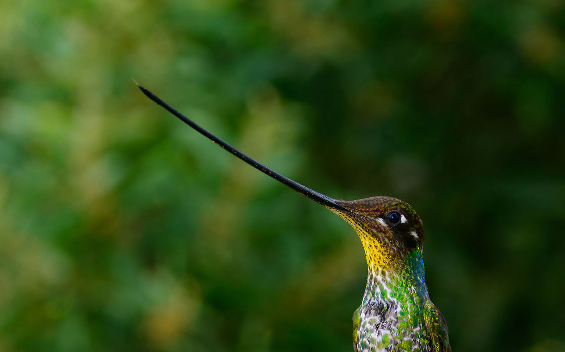 Sword-billed hummingbird - beak highlight - II, Jardin, Colombia Crop of a front view of this absurdly cool bird. Closeup:<br />
<figure class="photo"><a href="https://www.jungledragon.com/image/60660/sword-billed_hummingbird_-_beak_highlight_-_iii_jardin_colombia.html" title="Sword-billed hummingbird - beak highlight - III, Jardin, Colombia"><img src="https://s3.amazonaws.com/media.jungledragon.com/images/2/60660_thumb.jpg?AWSAccessKeyId=05GMT0V3GWVNE7GGM1R2&Expires=1767225610&Signature=1Ld8OsnrnwzpsrLbkUYnIGJT%2FeM%3D" width="200" height="126" alt="Sword-billed hummingbird - beak highlight - III, Jardin, Colombia https://www.jungledragon.com/image/60659/sword-billed_hummingbird_-_beak_highlight_-_ii_jardin_colombia.html Antioquia,Colombia,Colombia Choco &amp; Pacific region,Ensifera ensifera,Jardin,Jard&iacute;n,South America,Sword-billed hummingbird,World" /></a></figure> Antioquia,Colombia,Colombia Choco & Pacific region,Ensifera ensifera,Jardin,Jardín,South America,Sword-billed hummingbird,World