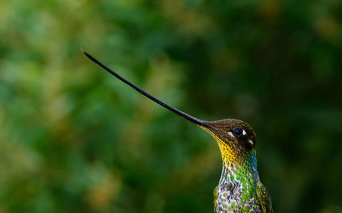 Sword-billed hummingbird - beak highlight - II, Jardin, Colombia Crop of a front view of this absurdly cool bird. Closeup:
https://www.jungledragon.com/image/60660/sword-billed_hummingbird_-_beak_highlight_-_iii_jardin_colombia.html Antioquia,Colombia,Colombia Choco & Pacific region,Ensifera ensifera,Jardin,Jardín,South America,Sword-billed hummingbird,World