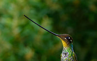 Sword-billed hummingbird - beak highlight - II, Jardin, Colombia Crop of a front view of this absurdly cool bird. Closeup:<br />
https://www.jungledragon.com/image/60660/sword-billed_hummingbird_-_beak_highlight_-_iii_jardin_colombia.html Antioquia,Colombia,Colombia Choco & Pacific region,Ensifera ensifera,Jardin,Jardín,South America,Sword-billed hummingbird,World